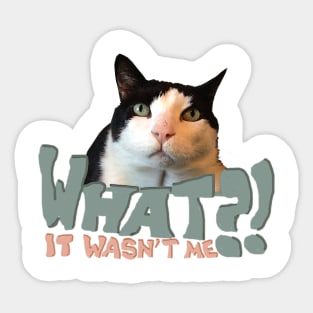 Innocent Cat Sticker